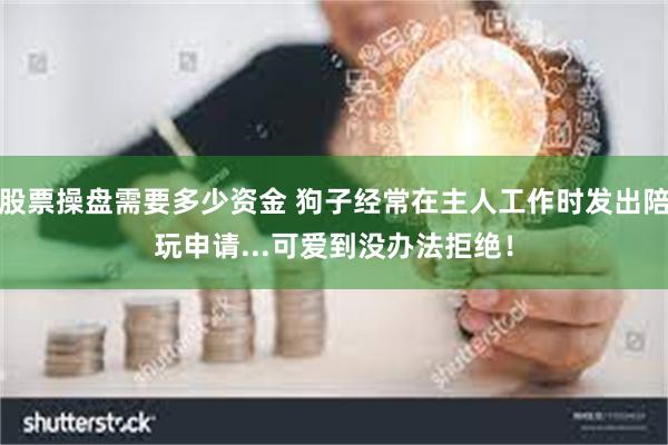 股票操盘需要多少资金 狗子经常在主人工作时发出陪玩申请...可爱到没办法拒绝！