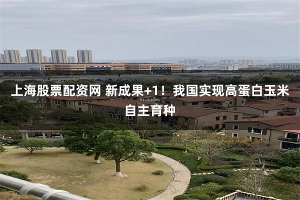上海股票配资网 新成果+1！我国实现高蛋白玉米自主育种
