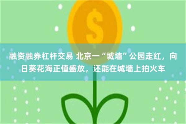融资融券杠杆交易 北京一“城墙”公园走红，向日葵花海正值盛放，还能在城墙上拍火车
