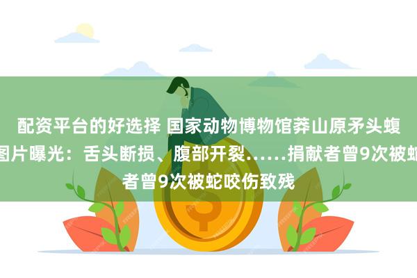 配资平台的好选择 国家动物博物馆莽山原矛头蝮标本受损图片曝光：舌头断损、腹部开裂……捐献者曾9次被蛇咬伤致残